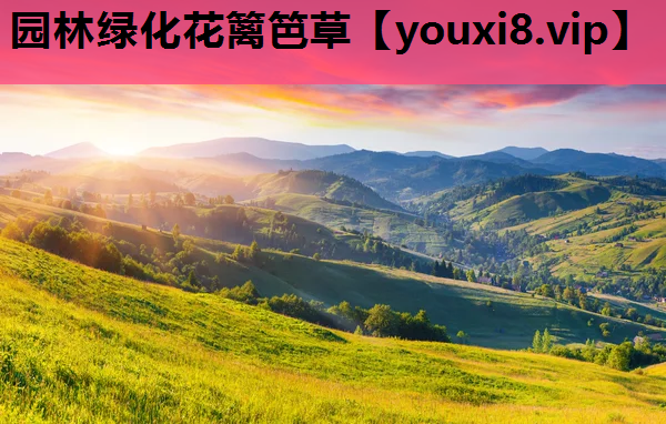 园林绿化花篱笆草