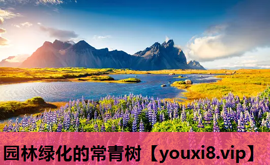 园林绿化的常青树