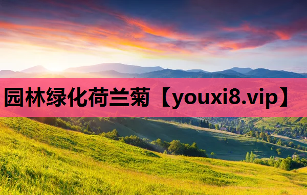 园林绿化荷兰菊
